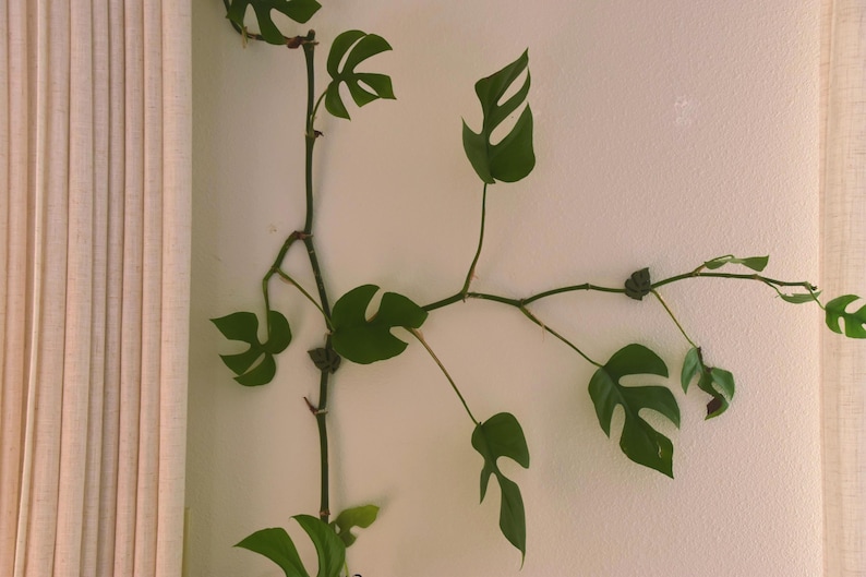 May include: A climbing plant with vibrant green, uniquely shaped leaves. The plant's stems and leaves are against a white wall, with a beige curtain on the left side. The leaves have a distinctive split-leaf appearance.