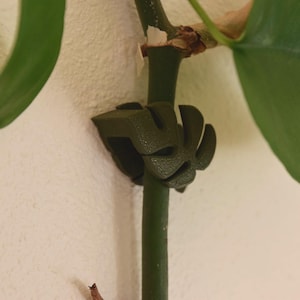 May include: A dark green plant support clip, shaped like a stylized leaf, is attached to a green plant stem. The clip is holding the stem in place. Large green leaves are visible in the background against a white wall.