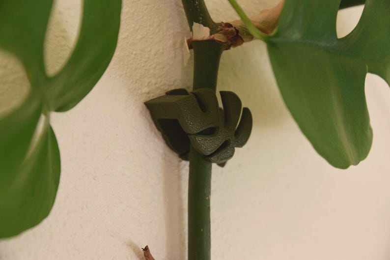 May include: A dark green plant support clip, shaped like a stylized leaf, is attached to a green plant stem. The clip is holding the stem in place. Large green leaves are visible in the background against a white wall.
