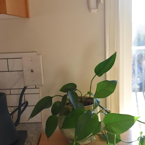 May include: A potted green plant with large, heart-shaped leaves sits on a wooden countertop. The plant is in a decorative, textured pot. The background includes a window, a light switch, and a section of a white tiled wall.