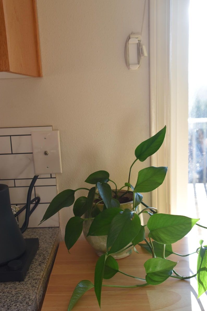 May include: A potted green plant with large, heart-shaped leaves sits on a wooden countertop. The plant is in a decorative, textured pot. The background includes a window, a light switch, and a section of a white tiled wall.