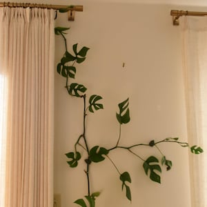 May include: A climbing houseplant with green, heart-shaped leaves, growing up a white wall. The plant is near a beige curtain and a gold curtain rod. The leaves have unique cutouts, adding visual interest to the decor.