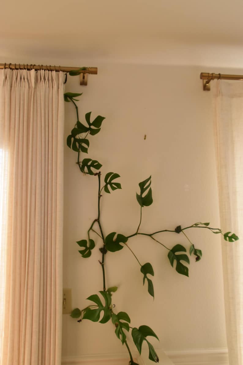 May include: A climbing houseplant with green, heart-shaped leaves, growing up a white wall. The plant is near a beige curtain and a gold curtain rod. The leaves have unique cutouts, adding visual interest to the decor.