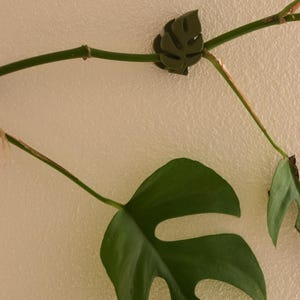 May include: Close-up of a green Monstera plant with large, split leaves. A small, leaf-shaped clip secures the plant stem to a wall. The plant has a vibrant green color, and the clip is a darker shade of green.