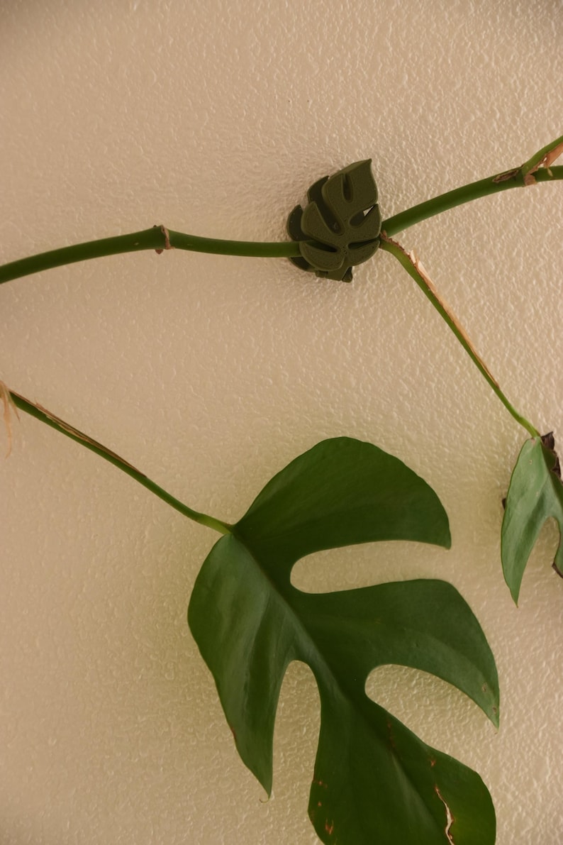 May include: Close-up of a green Monstera plant with large, split leaves. A small, leaf-shaped clip secures the plant stem to a wall. The plant has a vibrant green color, and the clip is a darker shade of green.
