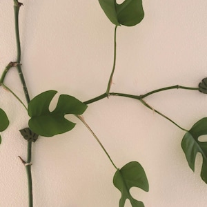 May include: Close-up of a climbing plant with green leaves and stems against a white wall. The leaves have unique cut-out shapes. The plant is a vibrant green color, and the stems are a darker green.