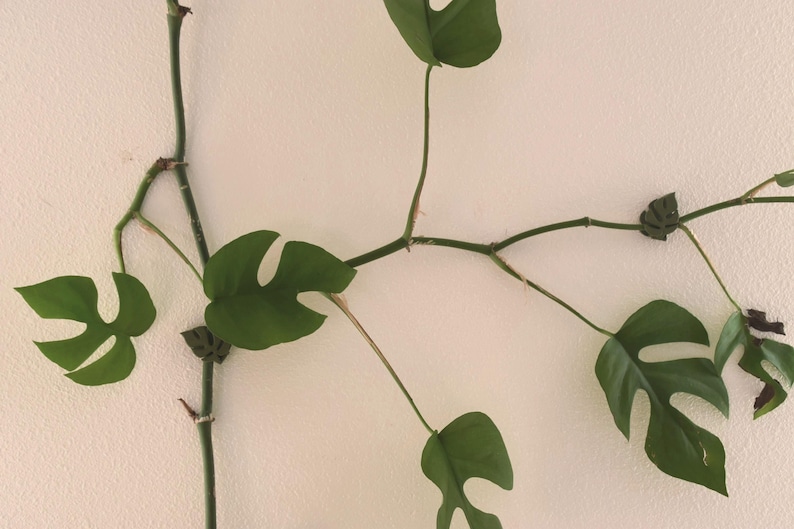 May include: Close-up of a climbing plant with green leaves and stems against a white wall. The leaves have unique cut-out shapes. The plant is a vibrant green color, and the stems are a darker green.