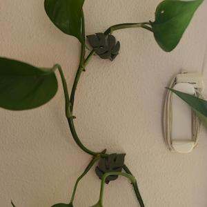May include: Green pothos plant with large, heart-shaped leaves, secured to a white wall with dark gray leaf-shaped clips. The plant's stems curve gracefully, showcasing the vibrant green foliage.