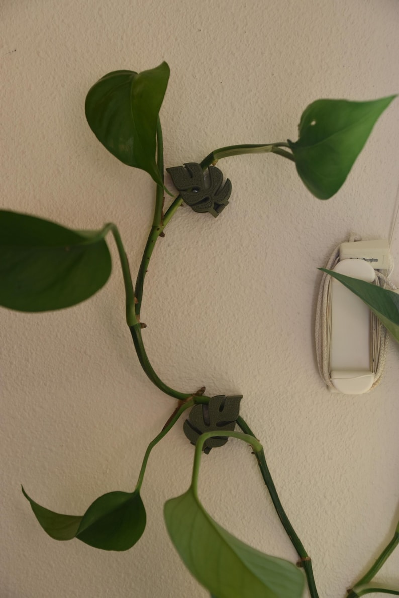 May include: Green pothos plant with large, heart-shaped leaves, secured to a white wall with dark gray leaf-shaped clips. The plant's stems curve gracefully, showcasing the vibrant green foliage.