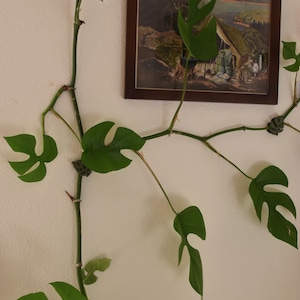 May include: A climbing plant with large, green, split-leaf foliage. The plant is attached to a white wall with small clips. A framed landscape painting hangs in the background.