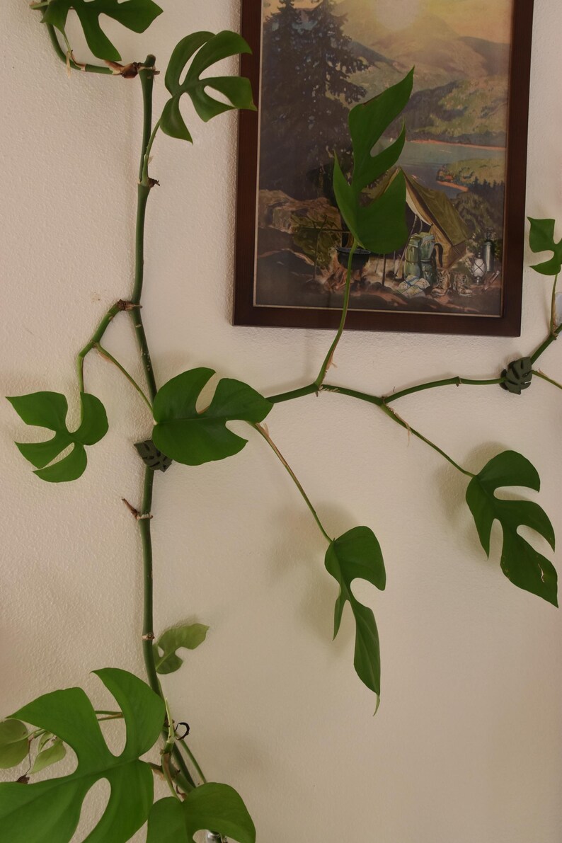 May include: A climbing plant with large, green, split-leaf foliage. The plant is attached to a white wall with small clips. A framed landscape painting hangs in the background.