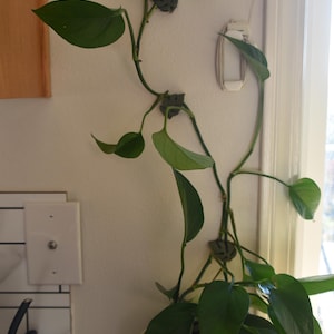 May include: A potted pothos plant with large, green leaves climbs a white wall, secured by small, gray clips. The plant is in a decorative, speckled ceramic pot. The scene is near a window and a light switch.