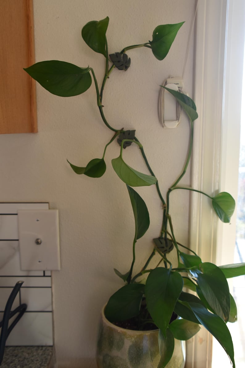 May include: A potted pothos plant with large, green leaves climbs a white wall, secured by small, gray clips. The plant is in a decorative, speckled ceramic pot. The scene is near a window and a light switch.
