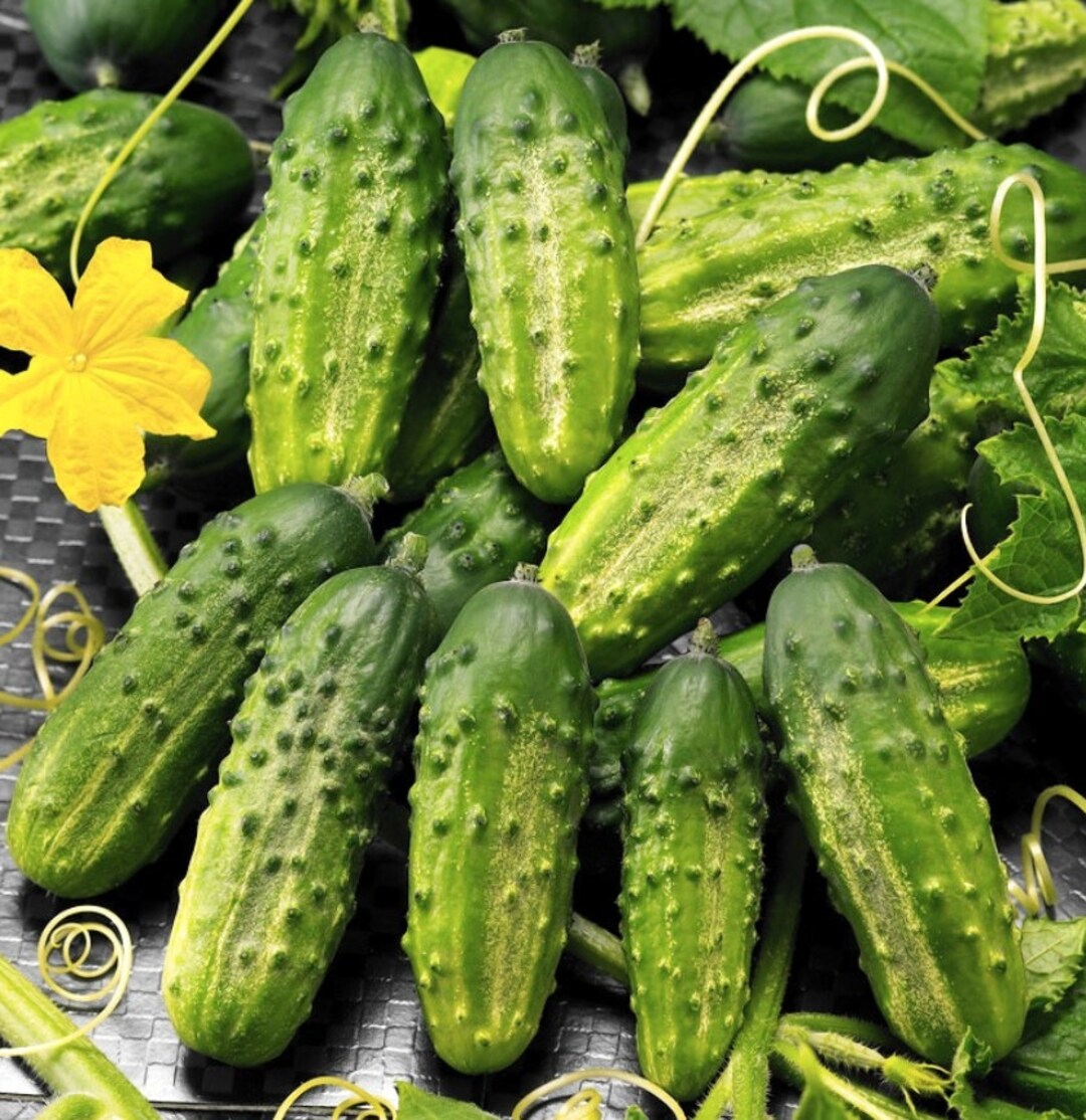 Cucumber Cornichon De Paris Canned Etsy Australia