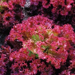 Lollo Rossa lettuce - leafy corrugated, red Seeds