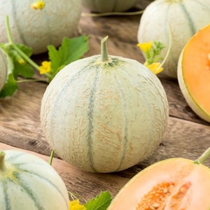 Charentaise melon