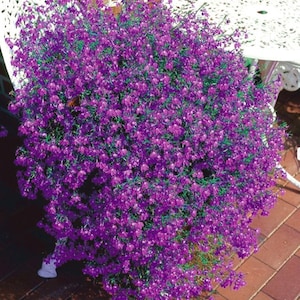Lobelia hängande karminröd frön
