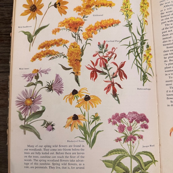 Vintage Golden Treasury of Natural History, Vintage Natural History Book, Bertha Morris Parker, Plant ID Book, Vintage Nature Guide Book