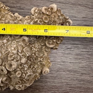 Crinoid Fossilized Rock Slab, Crinoid Fossil Stems, Fossilized Crinoids