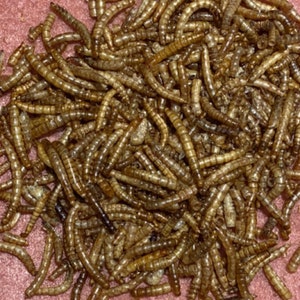 Mealworms for animals