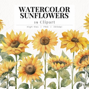 Aquarelle tournesols Clipart, tournesol PNG, aquarelle fleur Clipart, Sprint PNG, automne PNG Téléchargement instantané pour un usage commercial