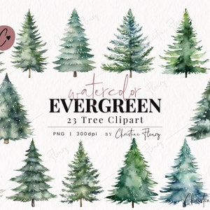 Clipart aquarelle à feuilles persistantes, aquarelle arbre des cliparts, aquarelle PNG, PNG téléchargement immédiat pour un usage commercial
