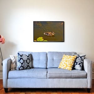 Duck swimming in pond // Printable Wall Art // Photograph by Austin Cook