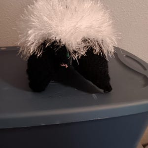 Striped Skunk