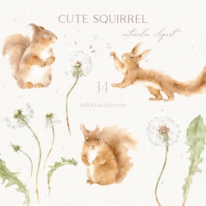 May include: Watercolor clipart featuring cute squirrels and dandelions. The image includes four squirrels in various poses, with fluffy tails and light brown fur. Dandelions with white seed heads and green stems are also present. Text reads "CUTE SQUIRREL" and "14 individual elements."