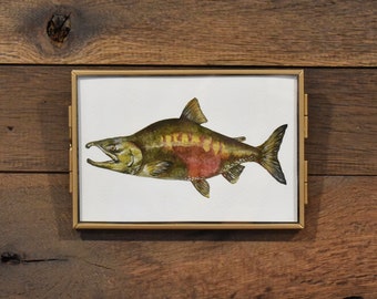 Chum Salmon Fish 4x6 Watercolor Print