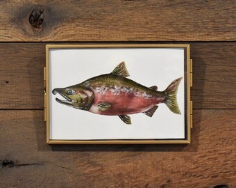 Coho Salmon Fish 4x6 Watercolor Print