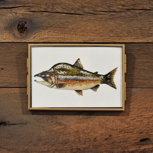 Rosa Lachs Fisch 10 x 15 Aquarell Druck