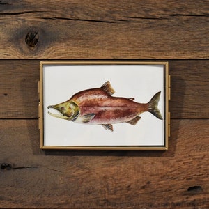 Impression aquarelle de poisson saumon rouge 4 x 6