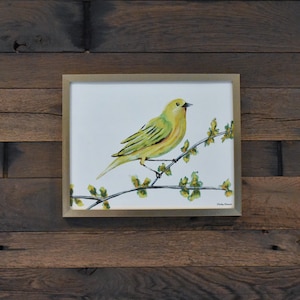 Yellow Warbler Wild Bird 11x14 Watercolor Print