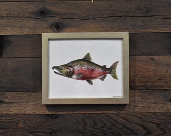 Coho Salmon Fish 8x10 Watercolor Print