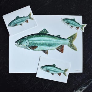 Lake Trout Fish Watercolor Prints, 4x6 and 11x14