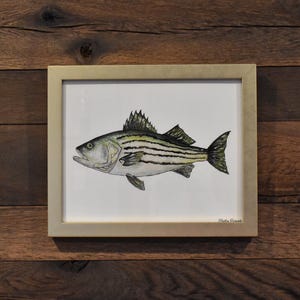 Striped Bass Fish 8x10 Watercolor Print