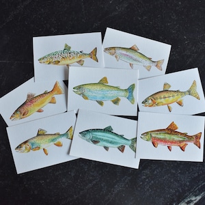 Trout Watercolor 4x6 Assorted Prints