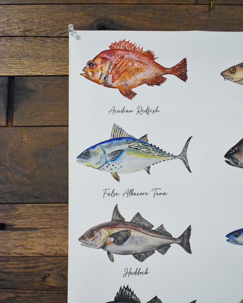 New England Saltwater Fish Watercolor Poster - Etsy