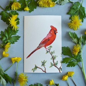 Cardinal Wild Bird 4x6 Watercolor Print