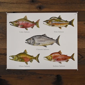 Salmon Fish Watercolor Poster