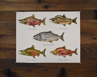 Salmon Fish Watercolor Poster