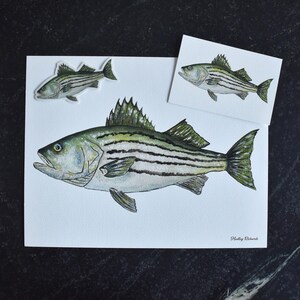 Striped Bass Fish Watercolor Prints, 4x6, 8x10 and 11x14