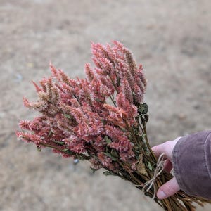 Pink Celosia Dried Flower Bunch, All Natural, Midwest Family Flower Farm