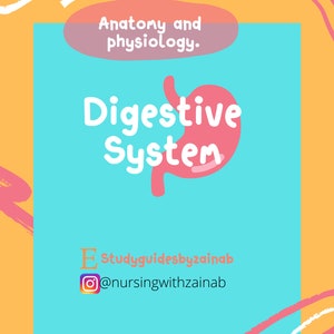 Anatomy and Physiology Digestive System Flashcards