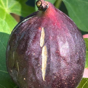 1 LSU St Gabriel cutting for rooting or grafting