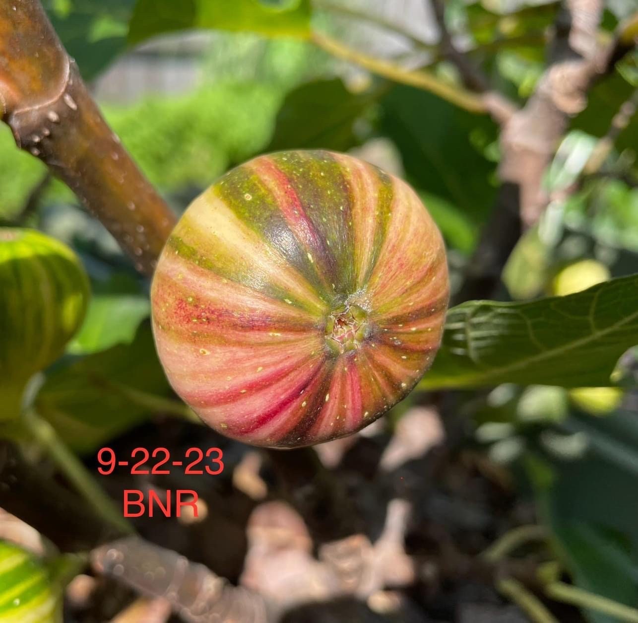 イチジクBordissot Negra Rimada 苗 イチジク 苗 希少 品種Bordissot Negra Rimada BNR