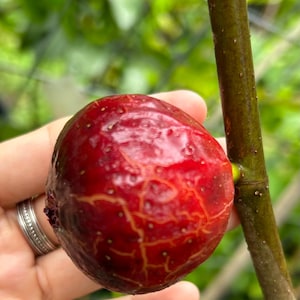 2 I-376 Fig Cuttings for rooting or grafting