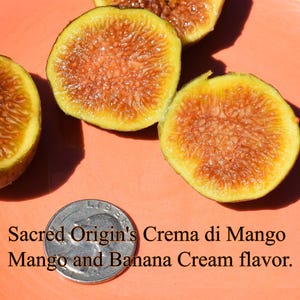 1 Crema di Mango SO’s Fig cutting for rooting or grafting