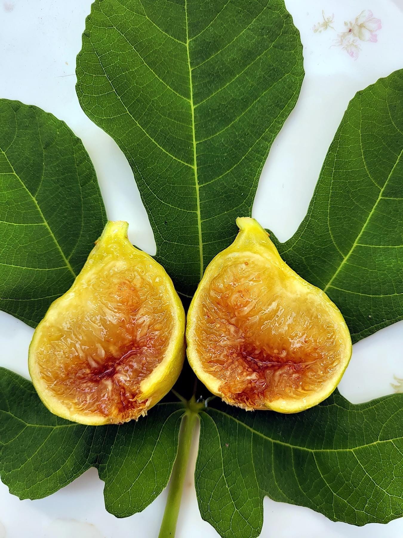 1 Golden Riverside 278-128 UCD Fig Cutting for Rooting. Only